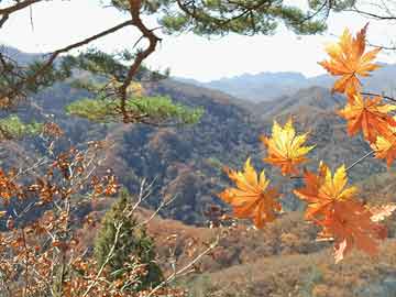 橙子芒果柠檬蛋糕,橙子芒果柠檬蛋糕图片